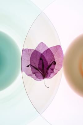 Transparences éphémères - Bougainivilliers 1.jpg